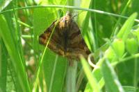 Euclidia glyphica