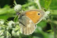 Coenonympha pamphilus