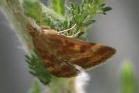 Pyrausta despicata