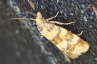 Aethes tesserana