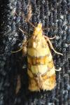 Aethes tesserana