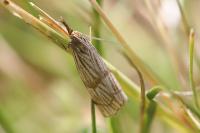 Chrysocrambus linetella