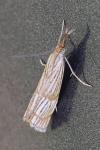 Chrysocrambus linetella