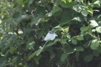 Aporia crataegi