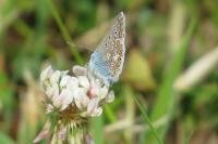 Polyommatus icarus