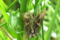 Autographa gamma