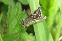 Pyrgus malvae
