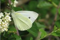 Pieris rapae