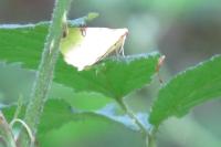 Opisthograptis luteolata
