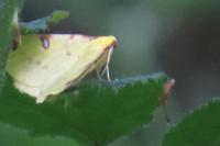 Opisthograptis luteolata