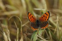 Lycaena phlaeas