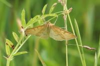Sitochroa verticalis