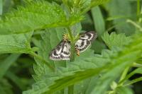 Anania hortulata