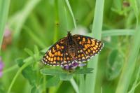 Melitaea athalia