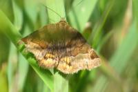 Euclidia glyphica