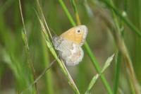 Coenonympha pamphilus