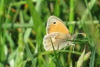 Coenonympha pamphilus