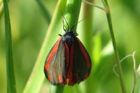 Tyria jacobaeae