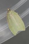 Tortrix viridana