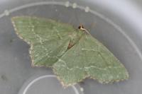 Hemithea aestivaria
