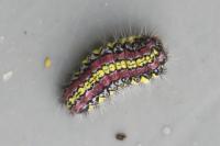 Aglaope infausta