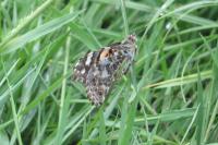 Vanessa cardui