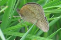 Maniola jurtina