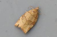 Pandemis cerasana