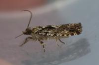 Zeiraphera isertana