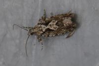 Zeiraphera isertana