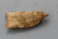 Pandemis cerasana