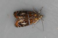 Olethreutes arcuella
