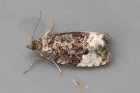 Hedya pruniana