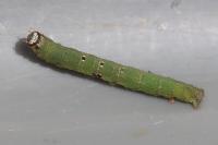 Ligdia adustata