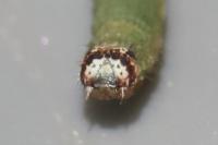 Ligdia adustata