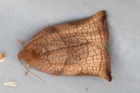 Archips podana