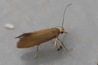 Crassa unitella