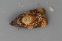 Ditula angustiorana