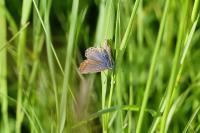 Polyommatus icarus