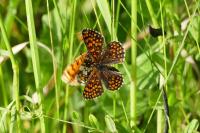 Melitaea athalia