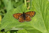 Melitaea athalia