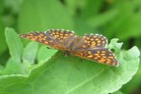 Melitaea athalia