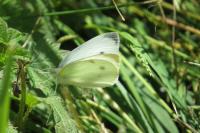 Pieris rapae