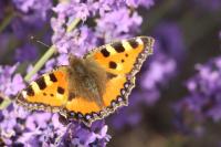 Aglais urticae