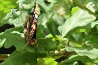 Vanessa atalanta