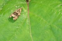 Celypha lacunana