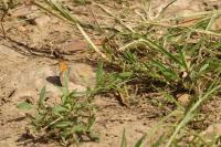 Coenonympha pamphilus