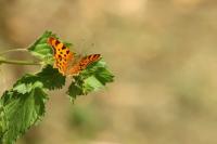 Polygonia c-album