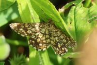 Chiasmia clathrata