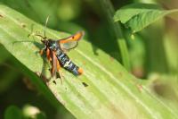 Pyropteron chrysidiforme
